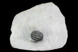 Bargain, Tropidocoryphe Trilobite - Unusual Proetid #83362-1